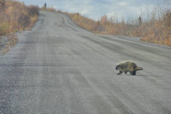 Um simpático porco-espinho atravessa a estrada Top of The World Highway, entre EUA e Canadá